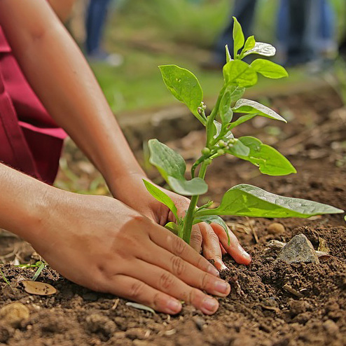 Lancement de « VOLY FIRST IMMO », le programme d’agriculture urbaine