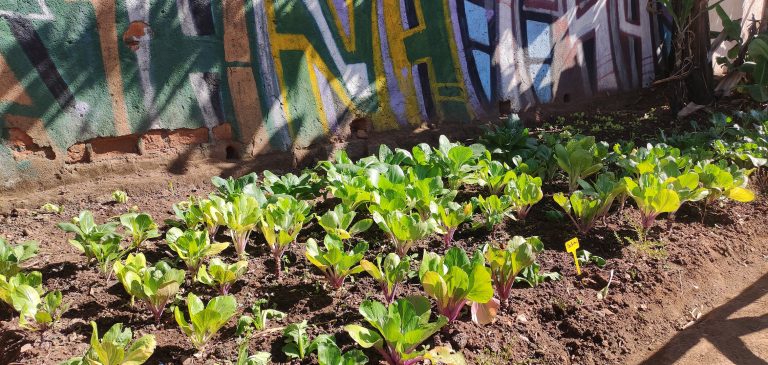 INAUGURATION COMBINÉE DE 12 NOUVEAUX POTAGERS  SCOLAIRES CONSTRUITS DANS LE CADRE DU PROGRAMME VOLY FIRST IMMO